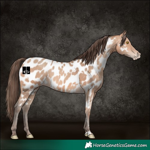Horse Color:Amber Champagne Near Leopard  and Amber Champagne Near Leopard 