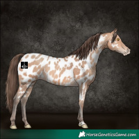 Horse Color:Amber Champagne Near Leopard  and Amber Champagne Near Leopard 