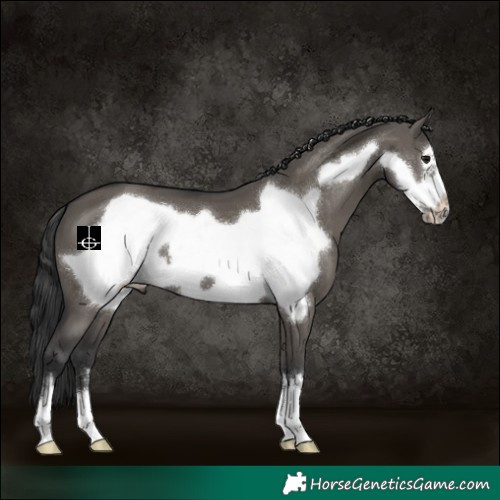 Horse Color:Grullo Frame 