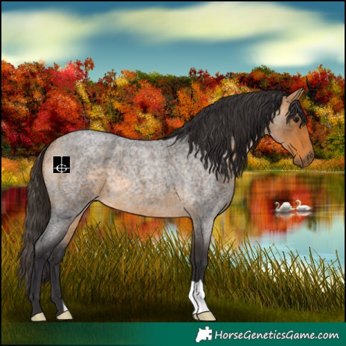 Horse Color:Buckskin Roan 
