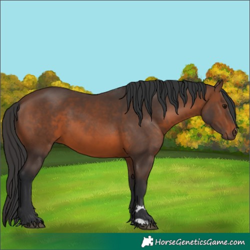 Horse Color:Brown 
