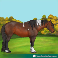 Horse Color:Brown Tobiano 