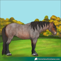 Horse Color:Bay Roan 