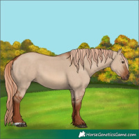 Horse Color:Red Dun 