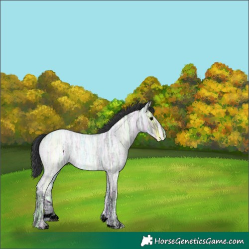 Horse Color:Blue Ice Roan 