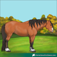 Horse Color:Bay 