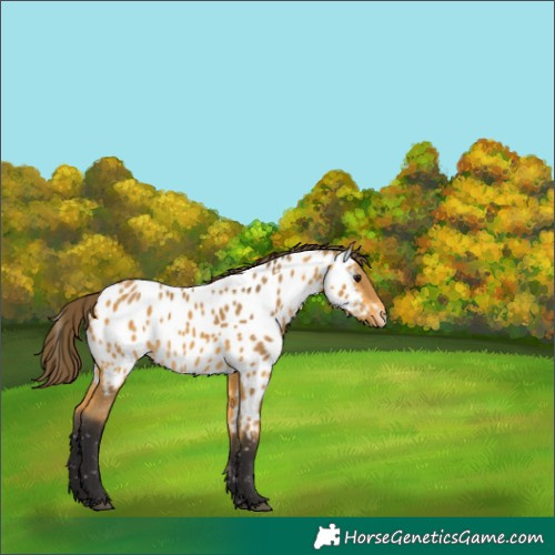 Horse Color:Buckskin Appaloosa 