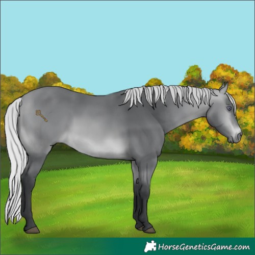 Horse Color:Silver Bay Chinchilla Rabicano 