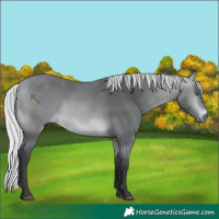 Horse Color:Silver Bay Chinchilla Rabicano 