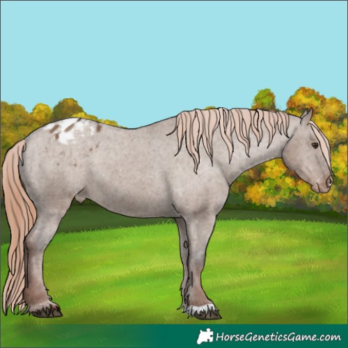 Horse Color:Liver Red Dun Appaloosa 