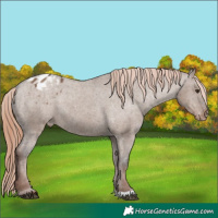 Horse Color:Liver Red Dun Varnish 