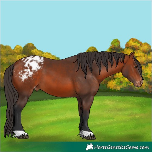 Horse Color:Bay Appaloosa 