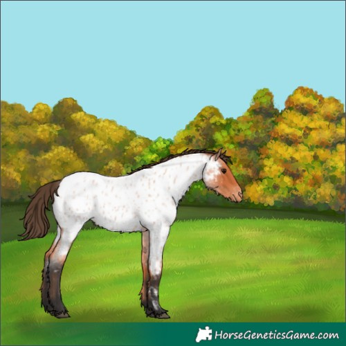 Horse Color:Bay Roan Appaloosa 