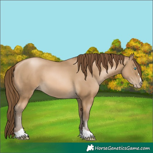 Horse Color:Gray Buckskin Pearl 