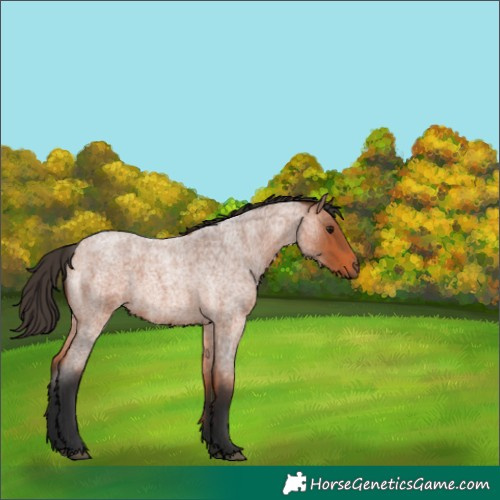 Horse Color:Bay Roan 