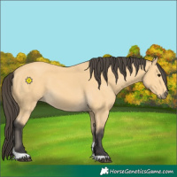 Horse Color:Buckskin Tobiano