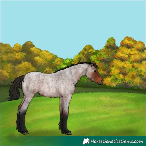 Horse Color:Gray Bay Roan 