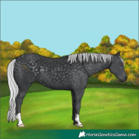 Horse Color:Silver Black Chinchilla 
