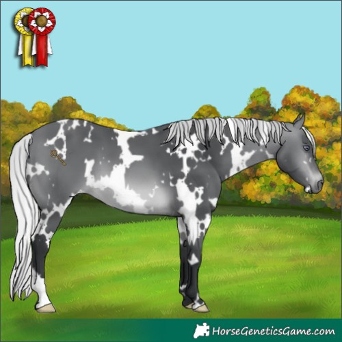 Horse Color:White Spotted Silver Brown Chinchilla 