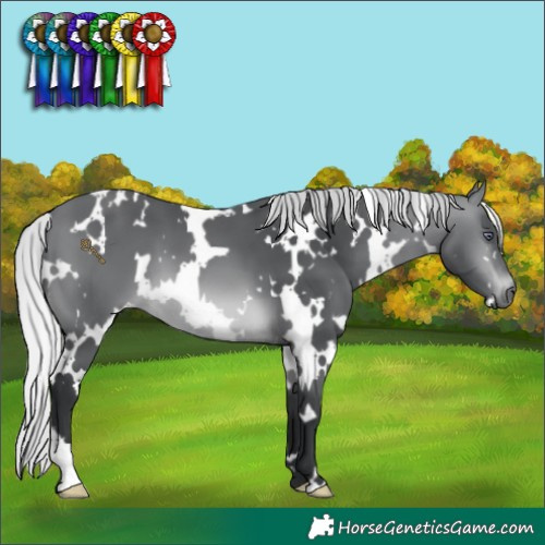 Horse Color:White Spotted Silver Brown Chinchilla 