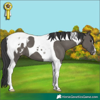 Horse Color:Grullo Tobiano Appaloosa 