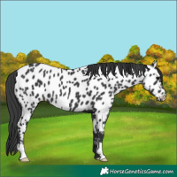 Horse Color:Black Near Leopard 