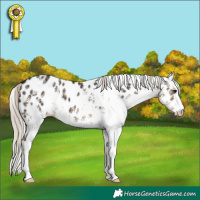 Horse Color:White Spotted Silver Smoky Black Appaloosa 