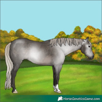 Horse Color:Gray Silver Black 