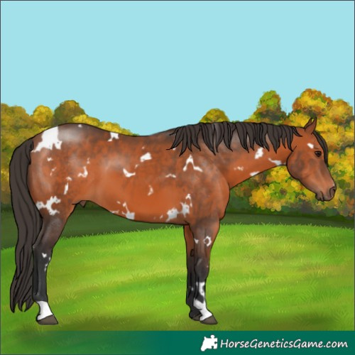Horse Color:White Spotted Bay 