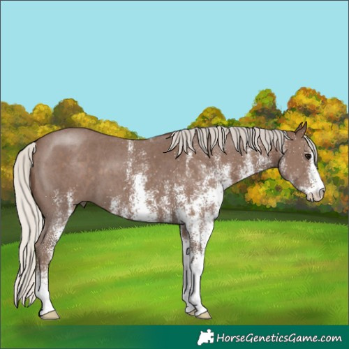 Horse Color:White Spotted Silver Black 
