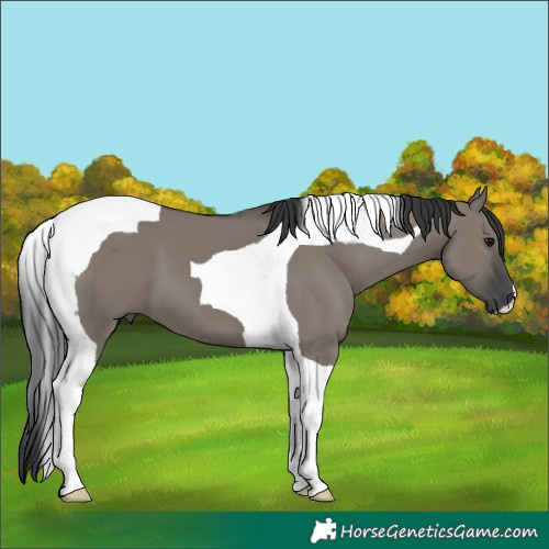 Horse Color:Grullo Tobiano 
