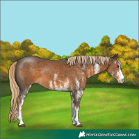 Horse Color:White Spotted Chocolate Palomino 