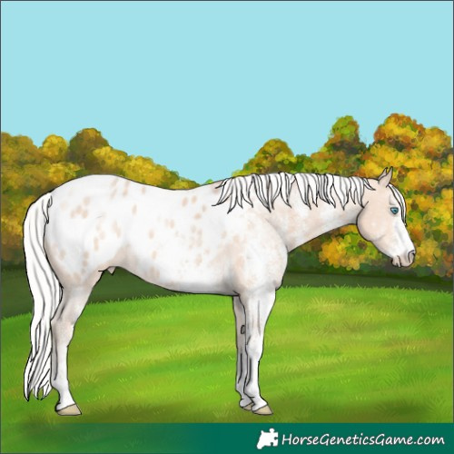 Horse Color:White Spotted Silver Perlino Appaloosa 