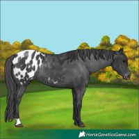 Horse Color:Black Appaloosa Rabicano 