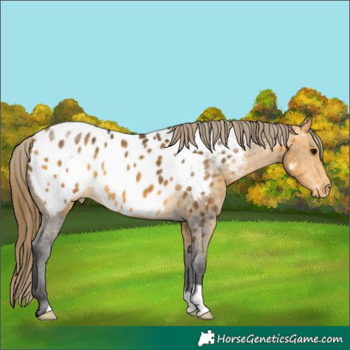 Horse Color:Buckskin Appaloosa 