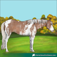 Horse Color:White Spotted Silver Black Tobiano 