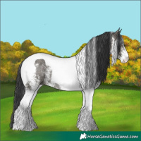 Horse Color:White Spotted Grullo Tobiano Rabicano 