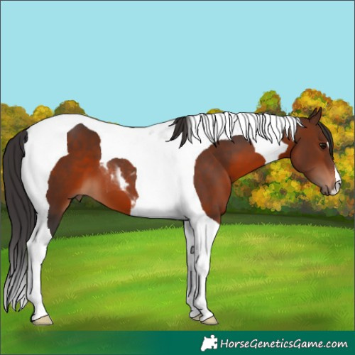 Horse Color:Brown Tobiano 
