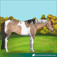 Horse Color:Bay Dun Tobiano Rabicano 