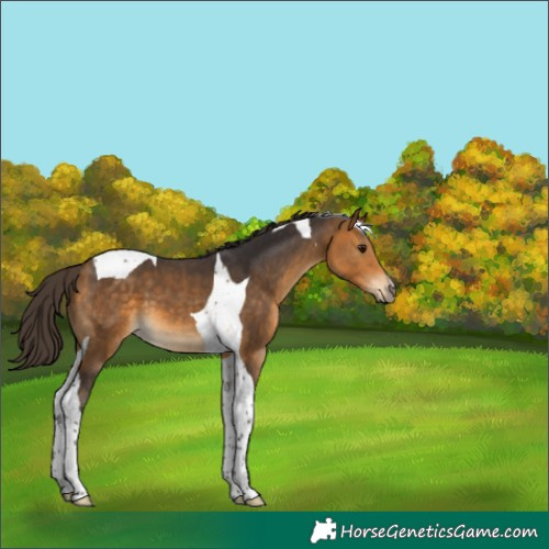 Horse Color:Buckskin Tobiano 
