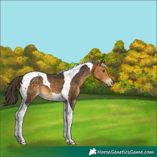 Horse Color:Buckskin Tobiano 