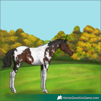 Horse Color:White Spotted Liver Chestnut Tobiano 