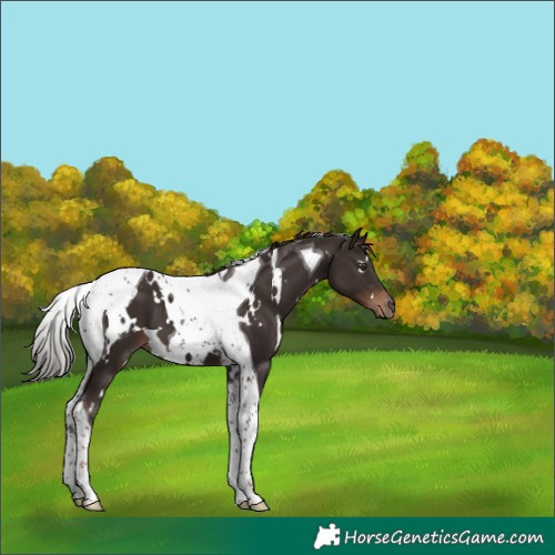 Horse Color:White Spotted Liver Chestnut Tobiano 