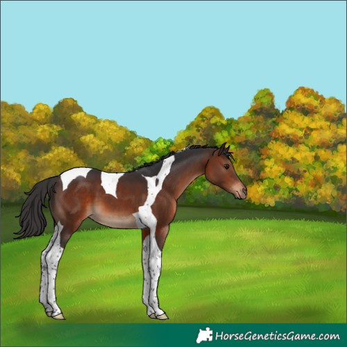 Horse Color:Brown Tobiano 