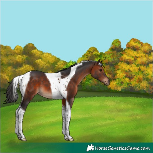 Horse Color:Brown Tobiano 