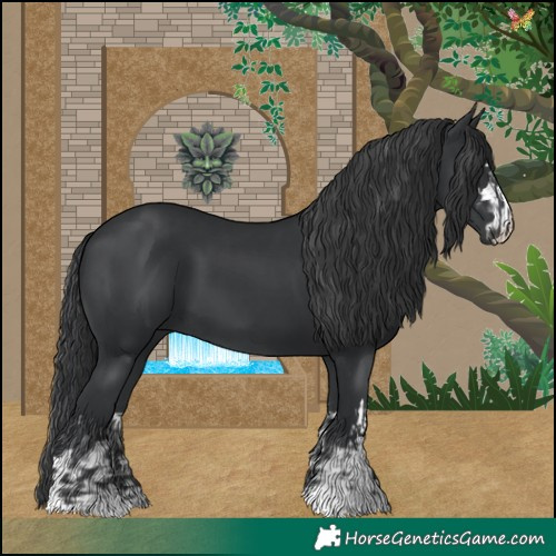 Horse Color:Black  and Black 