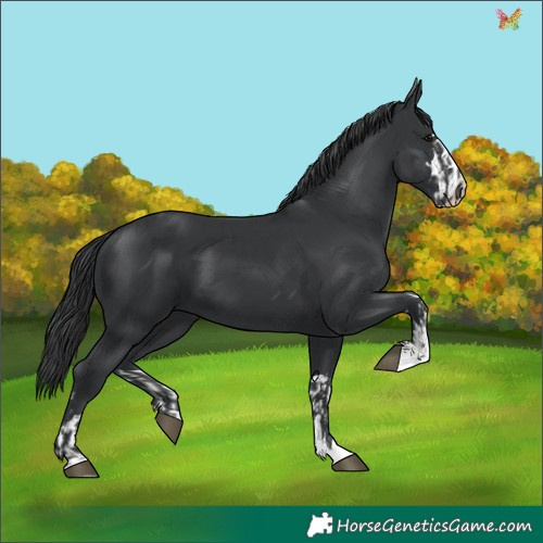 Horse Color:Black and Black