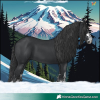 Horse Color:Black  and Black 