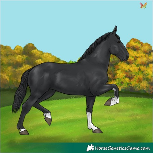 Horse Color:Black  and Black 