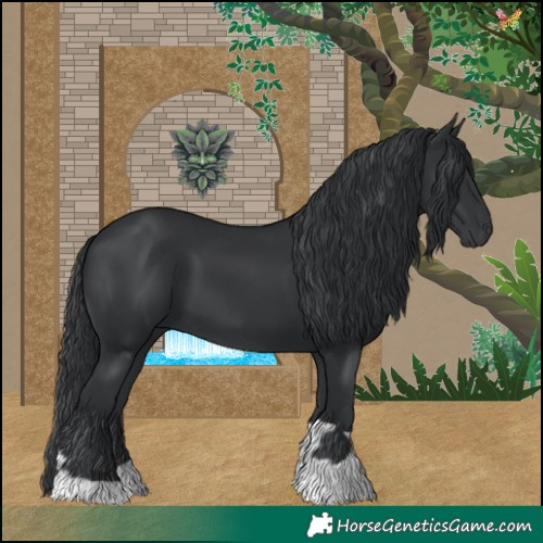 Horse Color:Black  and Black 